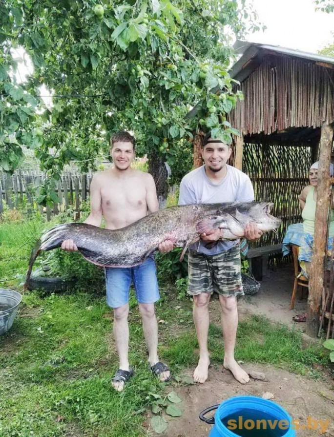 Slonim fisherman caught catfish in length of human height