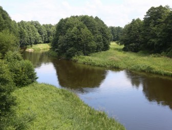 Липичанская пуща