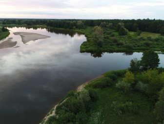 Липичанская пуща