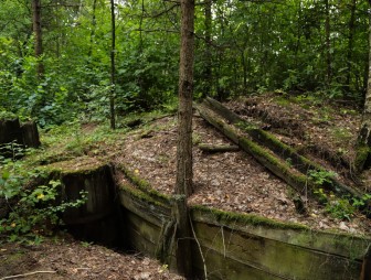 Липичанская пуща