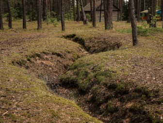 Липичанская пуща