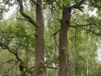 Липичанская пуща