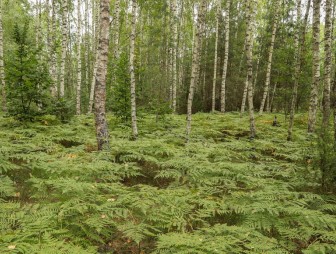 Липичанская пуща