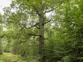 Липичанская пуща