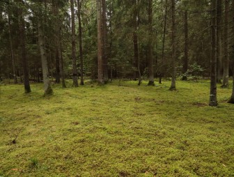 Липичанская пуща