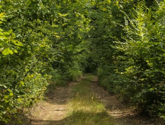 Липичанская пуща