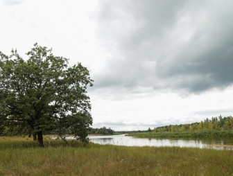 Липичанская пуща