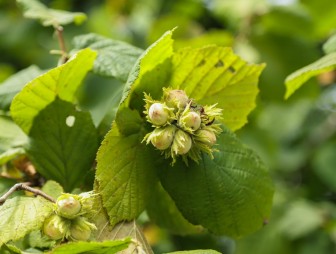 Липичанская пуща