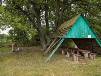 Липичанская пуща