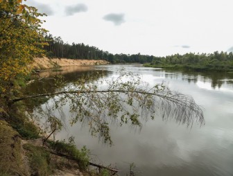 Липичанская пуща