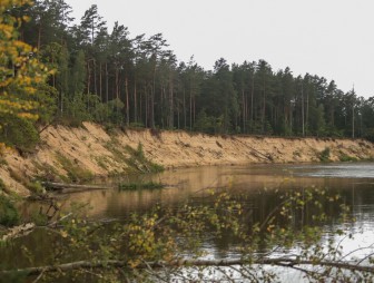 Липичанская пуща