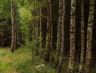 Липичанская пуща