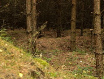 Липичанская пуща