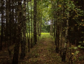 Липичанская пуща