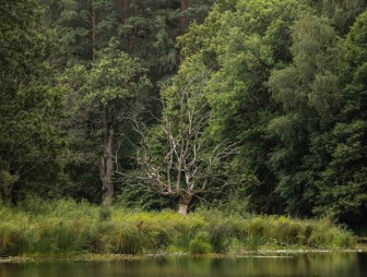 Липичанская пуща