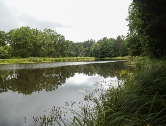 Липичанская пуща