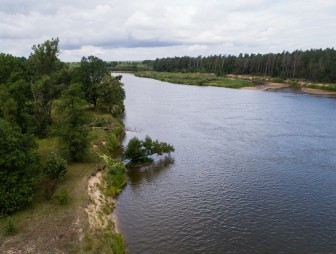 Липичанская пуща