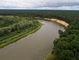 Липичанская пуща