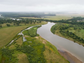 Липичанская пуща