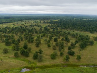 Липичанская пуща