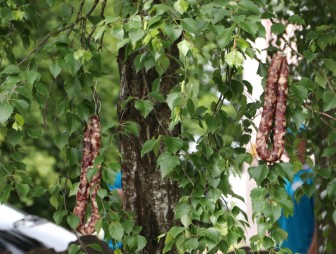 Властелин села 2022