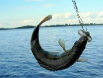 Где и как можно ловить рыбу в Мостовском и Щучинском районах