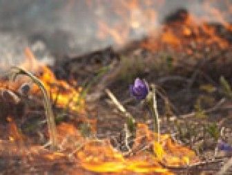 Почему нельзя сжигать сухую растительность