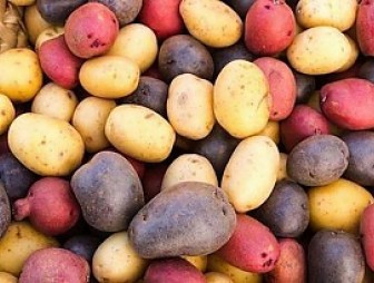 В Слонимском районе пройдет праздник картофеля