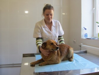 В Гродно открылась вторая государственная ветеринарная клиника