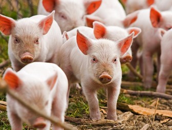 На Гродненщине остается актуальной тема случаев заболевания африканской чумой свиней