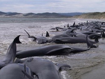 Более 400 черных дельфинов выбросились на берег в Новой Зеландии