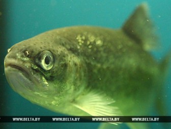 Запрет на лов всех видов рыбы поэтапно вводится в Беларуси с 20 марта