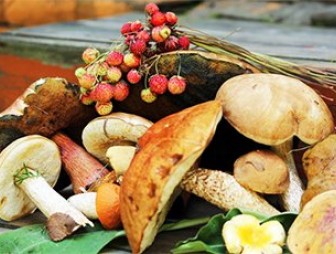 Изменился ли порядок сбора грибов и ягод после вступления в силу нового Лесного кодекса Республики Беларусь?
