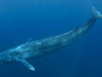 'Синие киты' подстрекают к суициду
