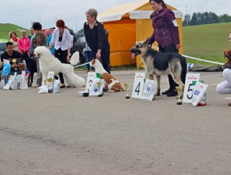 В «Коробчицком Олимпе» пройдет выставка собак