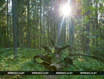 Комфортная солнечная погода ожидается в Беларуси в выходные