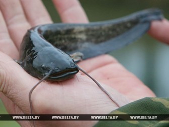 Запрет на лов сома вводится с 31 мая в большинстве областей Беларуси