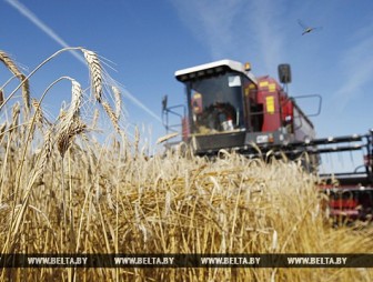В Гродненской области массовую уборку зерновых начнут в середине июля