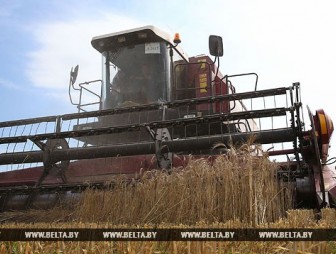 Белорусские аграрии намолотили более 2,5 млн т зерна