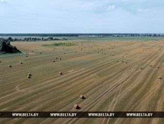 В Беларуси зерновые убраны на половине площадей