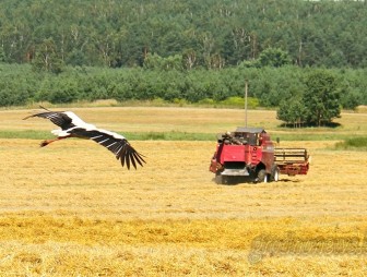 Белорусские аграрии намолотили более 5 миллионов тонн зерна