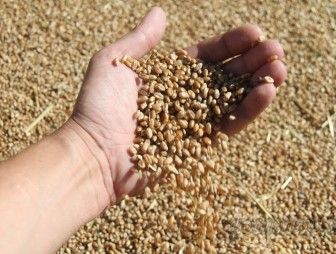 Больше сотни! Три хозяйства Гродненского района получают больше ста центнеров зерна с гектара