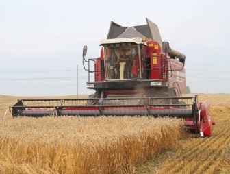 Шесть миллионов тонн зерна намолотили в Беларуси