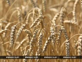 В Беларуси зерновые убраны более чем на 80% площадей