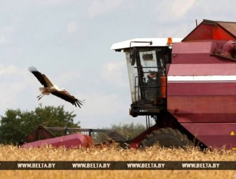 Более 6,5 млн т зерна намолотили в Беларуси