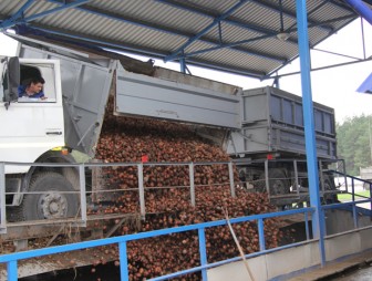 Рогозницкие крахмальщики ведут переработку картофеля