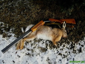 Охота на зайца открывается в Беларуси