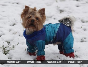 Дождь и мокрый снег ожидаются в Беларуси 27 ноября