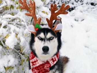 Самый суровый пёс в мире не чувствует дух Рождества даже в праздничном наряде