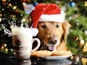 Правила новогоднего стола, которые придутся Собаке по вкусу